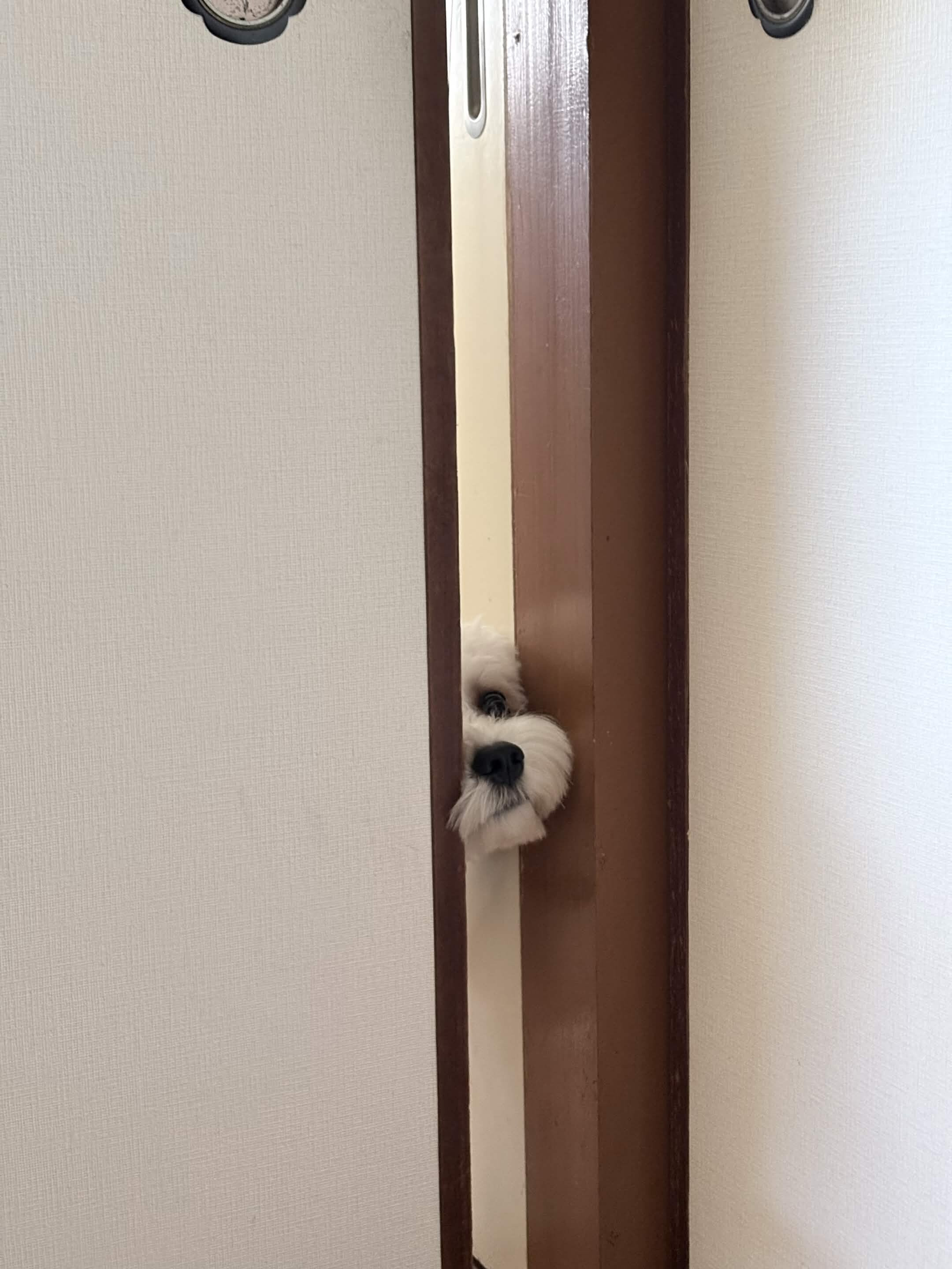はさまり