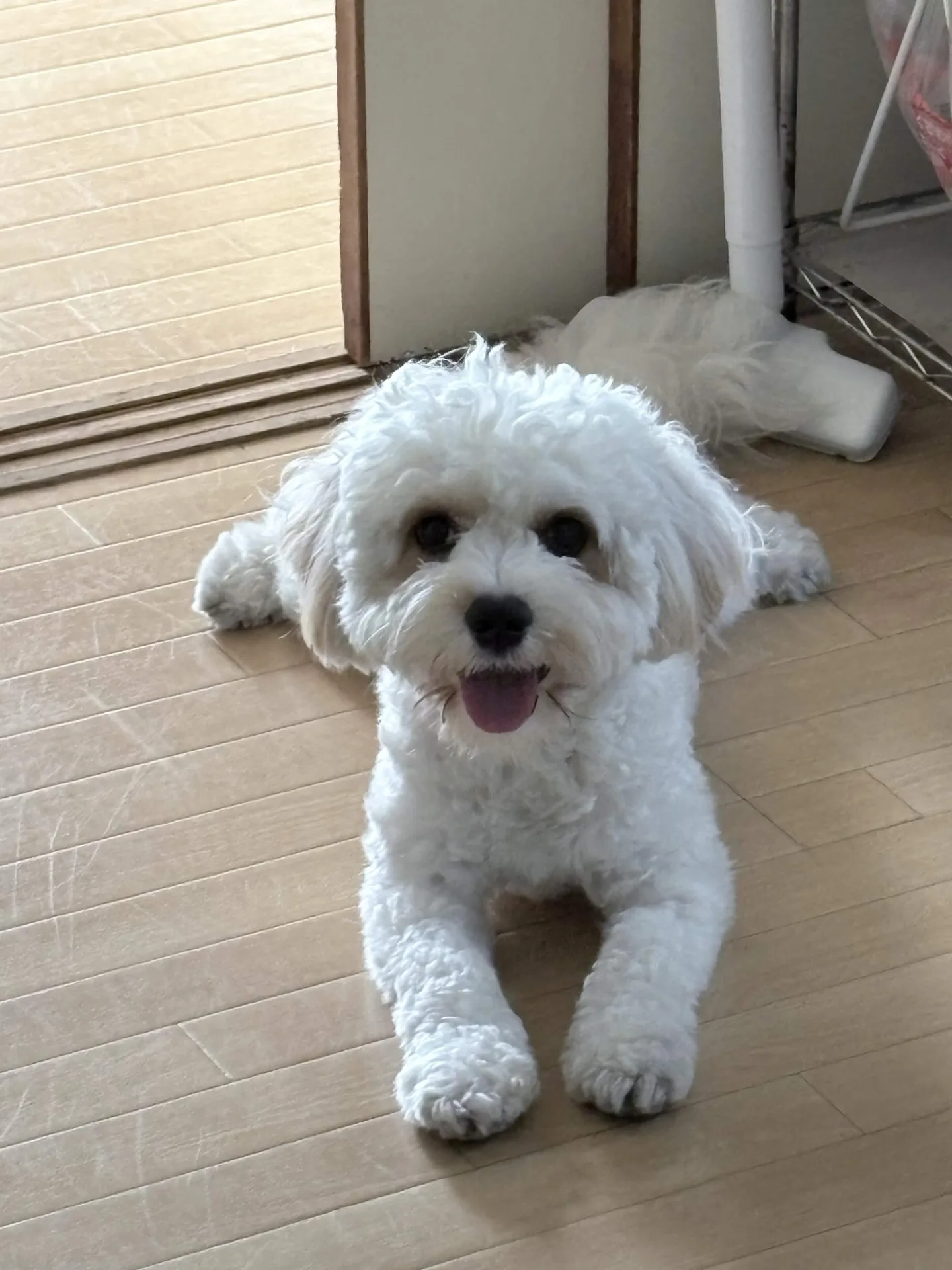 サンタくんの顔